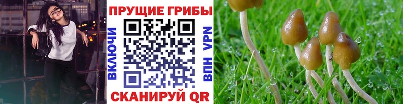 Псилоцибиновые грибы Psilocybine cubensis  Дюртюли 